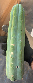 #EC153 EXACT Trichocereus Bridgesii Jiimz Twin Spine Cactus Cuttings