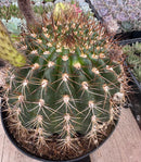 #EC155 Trichocereus “Copper Barrel” Cactus 8” Container
