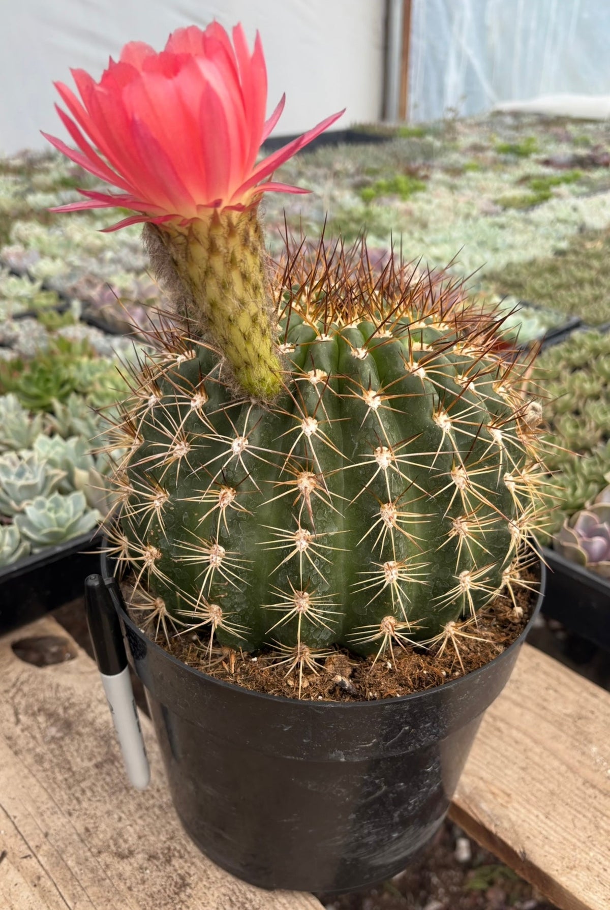 EC155 Trichocereus “Copper Barrel” Cactus 8” Container