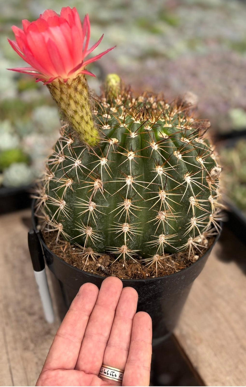 EC155 Trichocereus “Copper Barrel” Cactus 8” Container