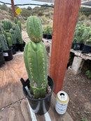 #EC156 EXACT Trichocereus Pachanoi Huanacayo OP Chavin Cactus 14”