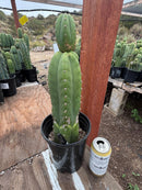 #EC156 EXACT Trichocereus Pachanoi Huanacayo OP Chavin Cactus 14”