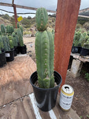 #EC156 EXACT Trichocereus Pachanoi Huanacayo OP Chavin Cactus 14”