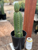 #EC156 EXACT Trichocereus Pachanoi Huanacayo OP Chavin Cactus 14”
