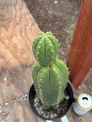 #EC156 EXACT Trichocereus Pachanoi Huanacayo OP Chavin Cactus 14”