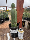 #EC156 EXACT Trichocereus Pachanoi Huanacayo OP Chavin Cactus 14”