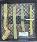 #EC158 EXACT Trichocereus Bridgesii "Jiimz" 4 Rib TLC Cactus Cutting Lot