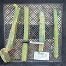 #EC158 EXACT Trichocereus Bridgesii "Jiimz" 4 Rib TLC Cactus Cutting Lot