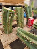 #EC159 EXACT Trichocereus Bargain Bridgesoid SunSpine TLC Mid Cutts