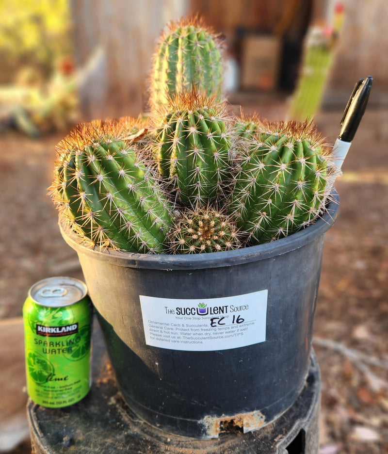 EC16 EXACT Trichocereus Hybrid Grandiflorus Cactus