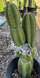 #EC161 EXACT Trichocereus Pachanoi YOGI Cactus 16”