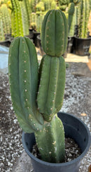 #EC161 EXACT Trichocereus Pachanoi YOGI Cactus 16”