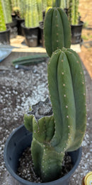 #EC161 EXACT Trichocereus Pachanoi YOGI Cactus 16”