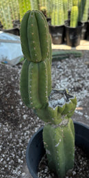 #EC161 EXACT Trichocereus Pachanoi YOGI Cactus 16”