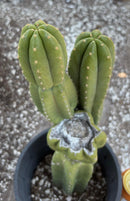 #EC161 EXACT Trichocereus Pachanoi YOGI Cactus 16”