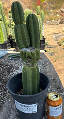 #EC161 EXACT Trichocereus Pachanoi YOGI Cactus 16”