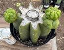 #EC162 EXACT Trichocereus Hybrid Pachanoi Goliath X MSS Scopulicola Cactus Cuttings and Potted