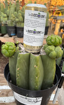 #EC162 EXACT Trichocereus Hybrid Pachanoi Goliath X MSS Scopulicola Cactus Cuttings and Potted