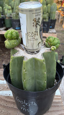 #EC162 EXACT Trichocereus Hybrid Pachanoi Goliath X MSS Scopulicola Cactus Cuttings and Potted