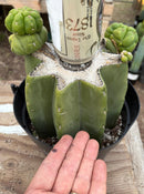 #EC162 EXACT Trichocereus Hybrid Pachanoi Goliath X MSS Scopulicola Cactus Cuttings and Potted