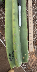 #EC162 EXACT Trichocereus Hybrid Pachanoi Goliath X MSS Scopulicola Cactus Cuttings and Potted