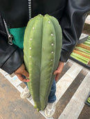 #EC162 EXACT Trichocereus Hybrid Pachanoi Goliath X MSS Scopulicola Cactus Cuttings and Potted