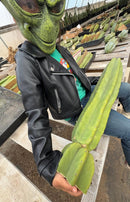 #EC162 EXACT Trichocereus Hybrid Pachanoi Goliath X MSS Scopulicola Cactus Cuttings and Potted