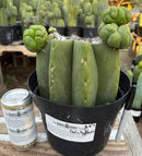 #EC162 EXACT Trichocereus Hybrid Pachanoi Goliath X MSS Scopulicola Cactus Cuttings and Potted