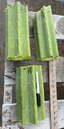 #EC162 EXACT Trichocereus Hybrid Pachanoi Goliath X MSS Scopulicola Cactus Cuttings and Potted