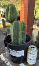 #EC164 EXACT Trichocereus SLOP Cactus 12”