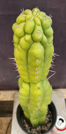 #EC165 EXACT Trichocereus Pachanoi Monstrose TPM Cactus 19”