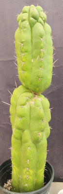 #EC165 EXACT Trichocereus Pachanoi Monstrose TPM Cactus 19”