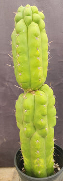 #EC165 EXACT Trichocereus Pachanoi Monstrose TPM Cactus 19”