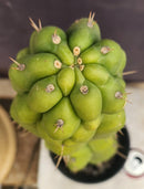 #EC165 EXACT Trichocereus Pachanoi Monstrose TPM Cactus 19”