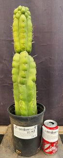 #EC165 EXACT Trichocereus Pachanoi Monstrose TPM Cactus 19”