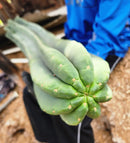 #EC167 EXACT Trichocereus Long Spine Peruvianus X a New Zealand Scopulicola Ornamental Cactus Cutting 32”