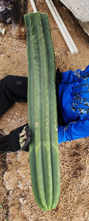#EC167 EXACT Trichocereus Long Spine Peruvianus X a New Zealand Scopulicola Ornamental Cactus Cutting 32”