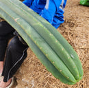 #EC167 EXACT Trichocereus Long Spine Peruvianus X a New Zealand Scopulicola Ornamental Cactus Cutting 32”