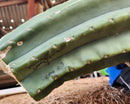 #EC167 EXACT Trichocereus Long Spine Peruvianus X a New Zealand Scopulicola Ornamental Cactus Cutting 32”