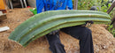#EC167 EXACT Trichocereus Long Spine Peruvianus X a New Zealand Scopulicola Ornamental Cactus Cutting 32”