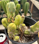 #EC168 EXACT Trichocereus Bridgesii TBM Ornamental Cactus