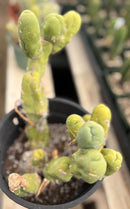 #EC168 EXACT Trichocereus Bridgesii TBM Ornamental Cactus