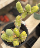 #EC168 EXACT Trichocereus Bridgesii TBM Ornamental Cactus