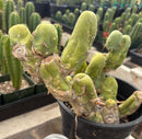 #EC168 EXACT Trichocereus Bridgesii TBM Ornamental Cactus