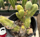 #EC168 EXACT Trichocereus Bridgesii TBM Ornamental Cactus