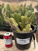 #EC168 EXACT Trichocereus Bridgesii TBM Ornamental Cactus