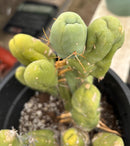 #EC168 EXACT Trichocereus Bridgesii TBM Ornamental Cactus