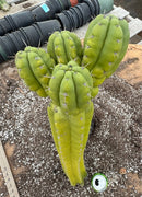 #EC169 EXACT Trichocereus Pachanoi Monstrose TPM Cactus 24” Cutting