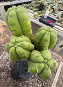 #EC169 EXACT Trichocereus Pachanoi Monstrose TPM Cactus 24” Cutting