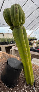 #EC169 EXACT Trichocereus Pachanoi Monstrose TPM Cactus 24” Cutting